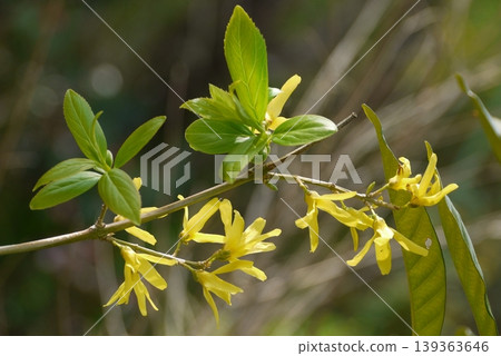 Forsythia Forsythia 139363646