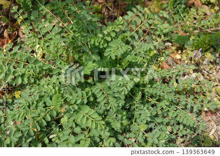 Salad burnet 139363649