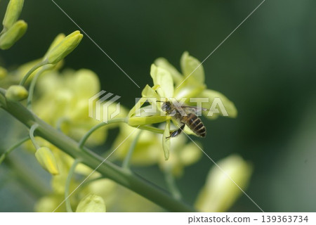 蜜蜂正在採集蜂蜜 139363734