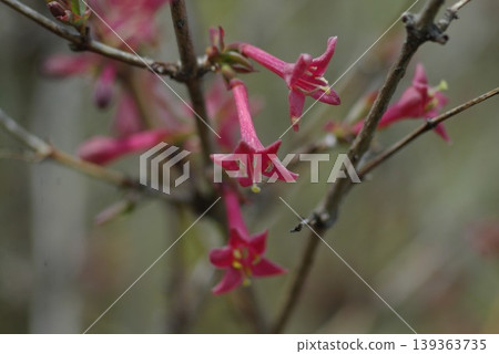 日本珍珠菜（Lysimachia japonica）花，特寫 139363735
