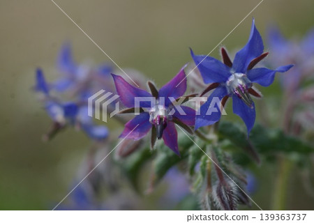 琉璃苣花特寫 139363737