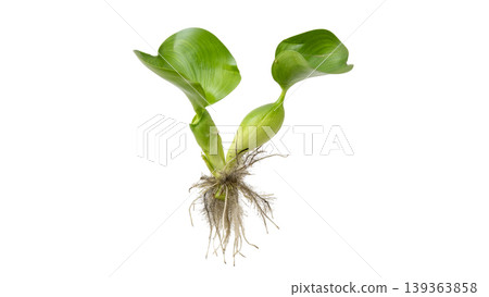 Floating water hyacinth plant for pond and ecosystem illustration, isolated object. Floating water hyacinth plant for pond and ecosystem illustration, isolated object. 139363858