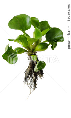 Floating water hyacinth plant for pond and ecosystem illustration, isolated object. Floating water hyacinth plant for pond and ecosystem illustration, isolated object. 139363860