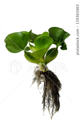Floating water hyacinth plant for pond and ecosystem illustration, isolated object. Floating water hyacinth plant for pond and ecosystem illustration, isolated object. 139363863