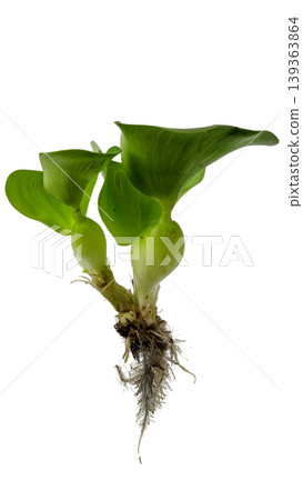 Floating water hyacinth plant for pond and ecosystem illustration, isolated object. Floating water hyacinth plant for pond and ecosystem illustration, isolated object. 139363864