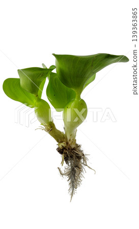 Floating water hyacinth plant for pond and ecosystem illustration, isolated object. 139363865