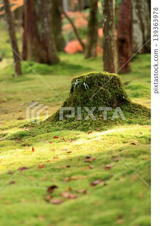 陽光普照下的苔蘚花園 陽光普照下的苔蘚花園 139363978
