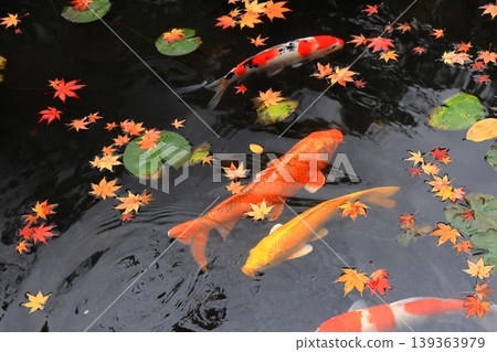 Autumn leaves floating on the pond and carp swimming gracefully. 139363979