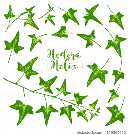 A stamp-like silhouette of ivy, created using the frottage technique. A stamp-like silhouette of ivy, created using the frottage technique. 139364323