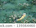 莫內池塘裡遊動的鯉魚 1 139364460