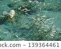 莫內池塘裡的鯉魚（2） 139364461