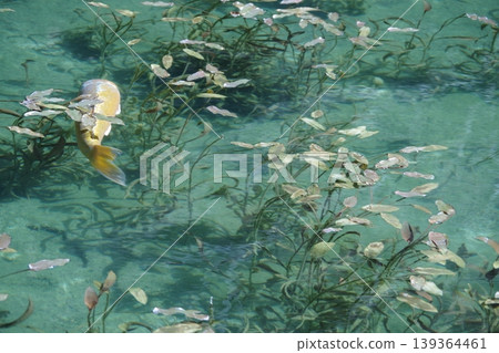 Carp swimming in Monet's pond (2) Carp swimming in Monet's pond (2) 139364461