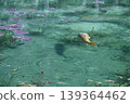 莫內池塘裡的鯉魚（3） 139364462
