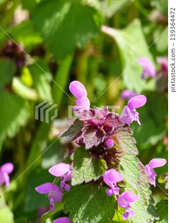 Deaf weed Lamium purpureum. Medicinal herb prunella vulgaris with purple flowers in the garden in summer. Deaf weed Lamium purpureum. Medicinal herb prunella vulgaris with purple flowers in the garden in summer. 139364472