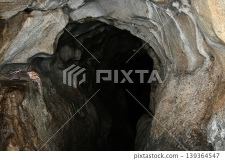 Horseshoe bats flying through a cave 139364547