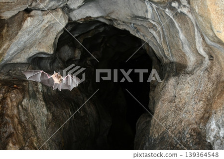 Horseshoe bats flying through a cave 139364548