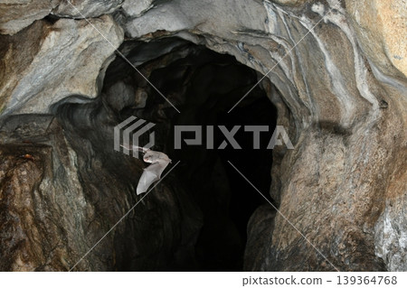 White-breasted bats flying through a cave 139364768