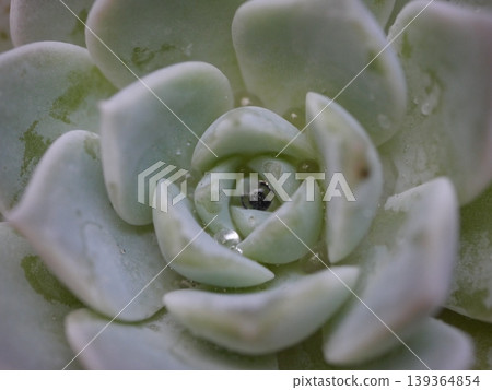 植物的微距照片和舒緩的自然環境 植物的微距照片和舒緩的自然環境 139364854
