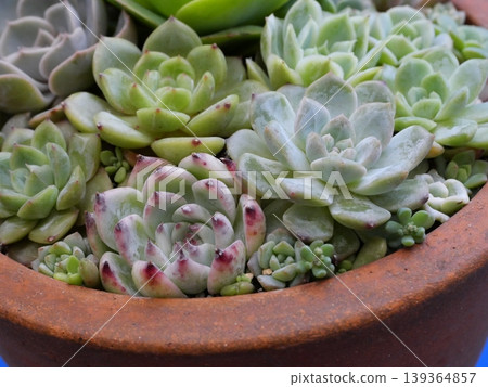 Macro photos of plants and a soothing natural background Macro photos of plants and a soothing natural background 139364857
