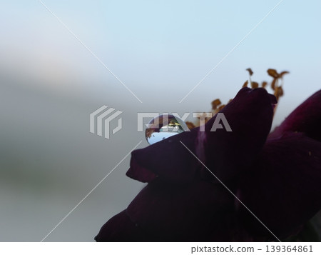 在秋日玫瑰園中，一滴水靜靜地落在深紅色玫瑰花瓣上，微距攝影捕捉到了它的倒影。 139364861