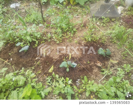 Cucumber seedlings planted in a home garden Cucumber seedlings planted in a home garden 139365083