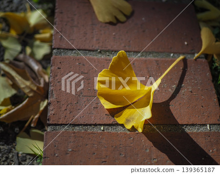 黃色的銀杏落葉 139365187