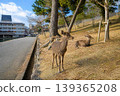 奈良公園裡，鹿群悠閒休憩的景象。 139365208