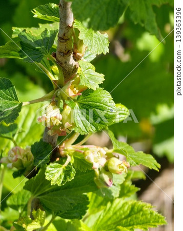 Blooming yellow-green flowers of the blackcurrant Ribes nigrum on a branch of a blackcurrant plant in spring. Growing fruits in backyard garden Blooming yellow-green flowers of the blackcurrant Ribes nigrum on a branch of a blackcurrant plant in spring. Growing fruits in backyard garden 139365396