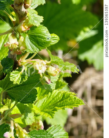 Growing fruits in backyard garden. Blooming yellow-green flowers of the blackcurrant Ribes nigrum on a branch of a blackcurrant plant in spring. Growing fruits in backyard garden. Blooming yellow-green flowers of the blackcurrant Ribes nigrum on a branch of a blackcurrant plant in spring. 139365397