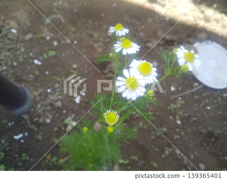 洋甘菊的白色花朵 洋甘菊的白色花朵 139365401