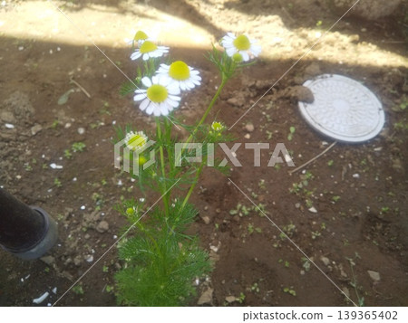 Chamomile's white flowers Chamomile's white flowers 139365402
