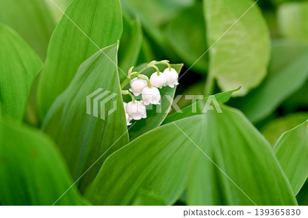 Lily of the valley Lily of the valley 139365830