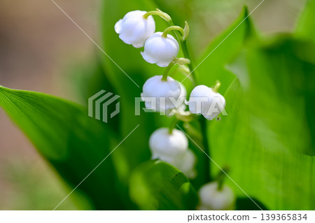 Lily of the valley 139365834