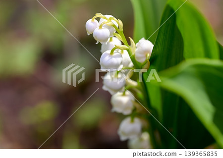 Lily of the valley 139365835