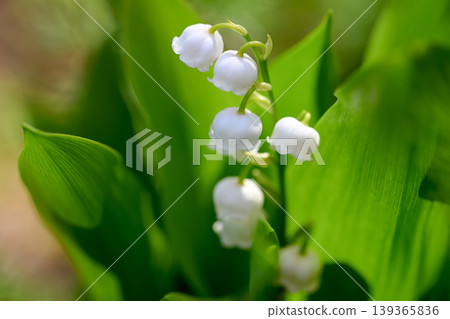 Lily of the valley 139365836