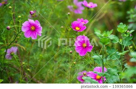 Beautiful cosmos flowers in full bloom in autumn Beautiful cosmos flowers in full bloom in autumn 139365866