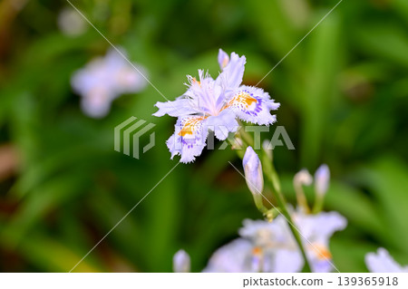 Flowers of Shaga Flowers of Shaga 139365918