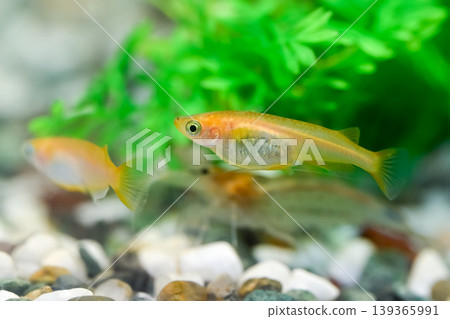 Himedaka Himedaka 139365991