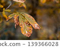 Detailed close up of autumn leaves highlighting warm hues and intricate textures, set against a softly blurred background, evoking seasonal change. 139366028