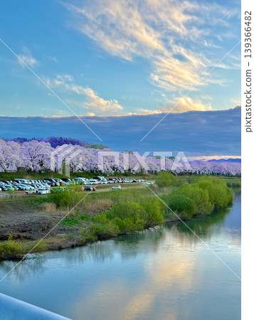 A spring evening, the Asuwa River in Fukui Prefecture during cherry blossom season. A spring evening, the Asuwa River in Fukui Prefecture during cherry blossom season. 139366482