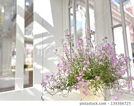 Virginia stock placed by the window Virginia stock placed by the window 139366725