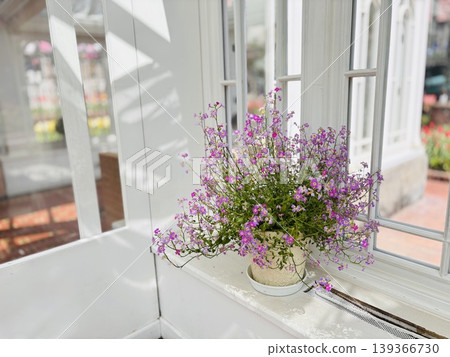 Virginia stock placed by the window Virginia stock placed by the window 139366730