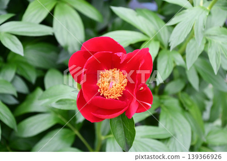 Chinese Peony "Flame" Chinese Peony "Flame" 139366926
