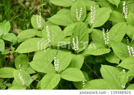 鋸齒金盞花(一種花) 鋸齒金盞花(一種花) 139366928