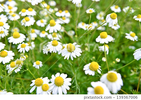 Chamomile Chamomile 139367006