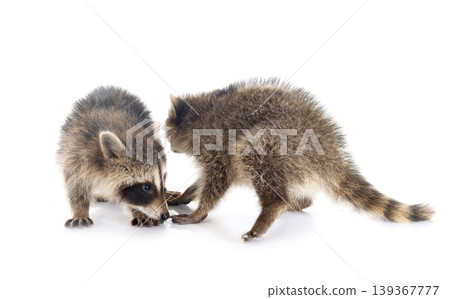 young raccoon 139367777