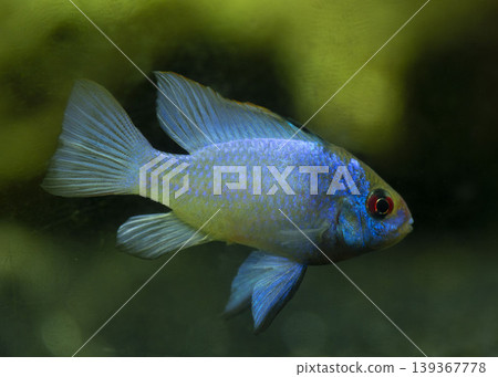 Microgeophagus Ramirezi Electric Blue 139367778