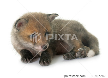 sleeping red fox cub sleeping red fox cub 139367782