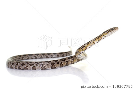 corn snake in studio corn snake in studio 139367795