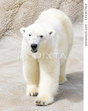 A full-body portrait of a polar bear walking leisurely. A full-body portrait of a polar bear walking leisurely. 139367904